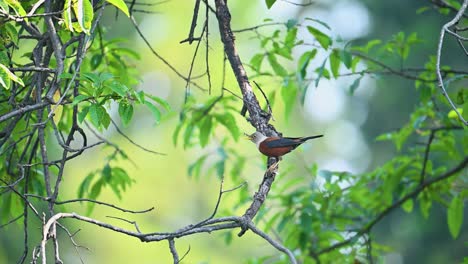 close-up of a bird,chestnut thrush, perched on a tree branch amidst vibrant green foliage.