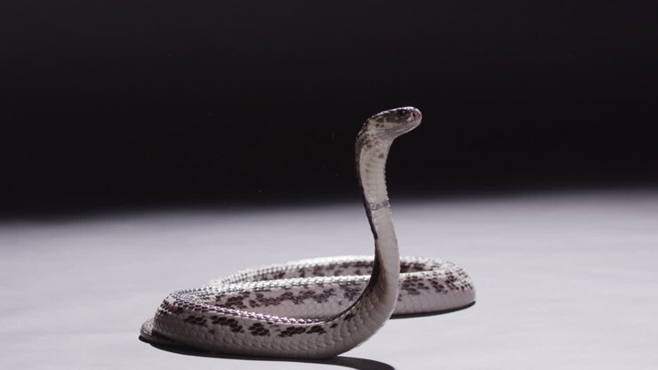 Man touches back of Spitting Cobra to show how quickly they react - wide shot