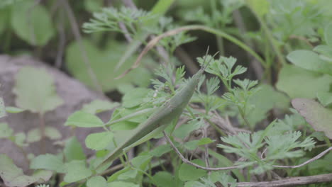 a grasshopper is moving on the grass