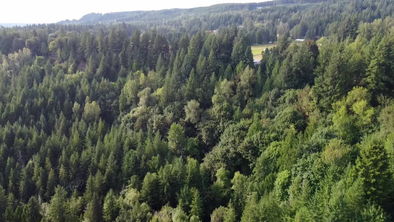 drone revela un bosque en washington a lo largo del sendero del valle de snoqualmie