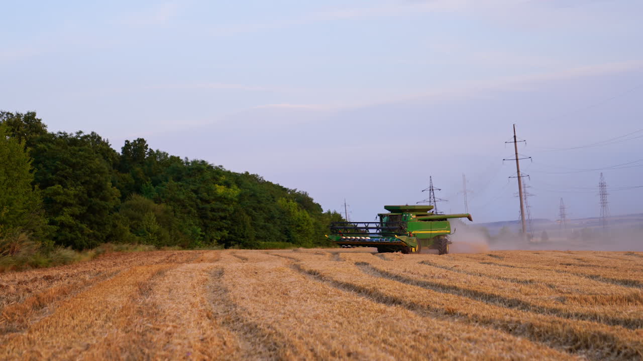 Harvesting wheat on a calm evening. A combine harvester works through golden wheat fields at dusk, surrounded by trees and power lines