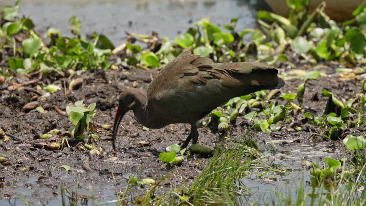 Mignattaio alla ricerca di cibo nella vegetazione paludosa lungo la riva del Lago Naivasha, Kenya