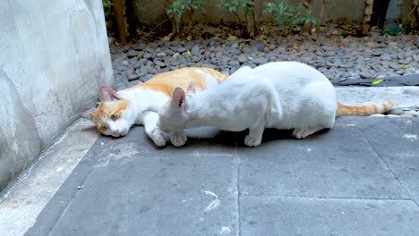 방 거리에서 안고 있는 두 마리의 고양이