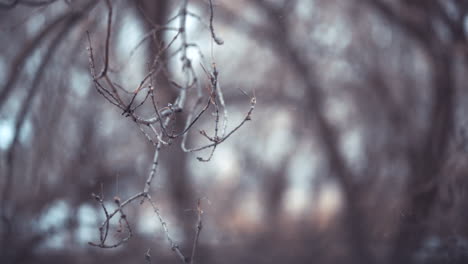 nevadas dentro de una rama de álamo durante el invierno en cámara lenta