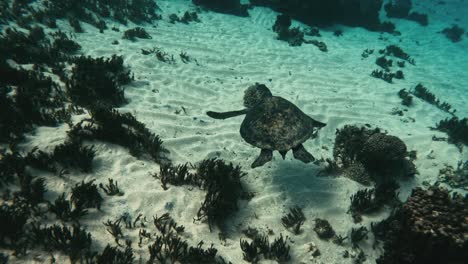 Tortuga-Marina-Verde-Nada-Pacíficamente-Sobre-El-Fondo-Del-Océano-En-La-Isla-Norfolk,-Cámara-Lenta