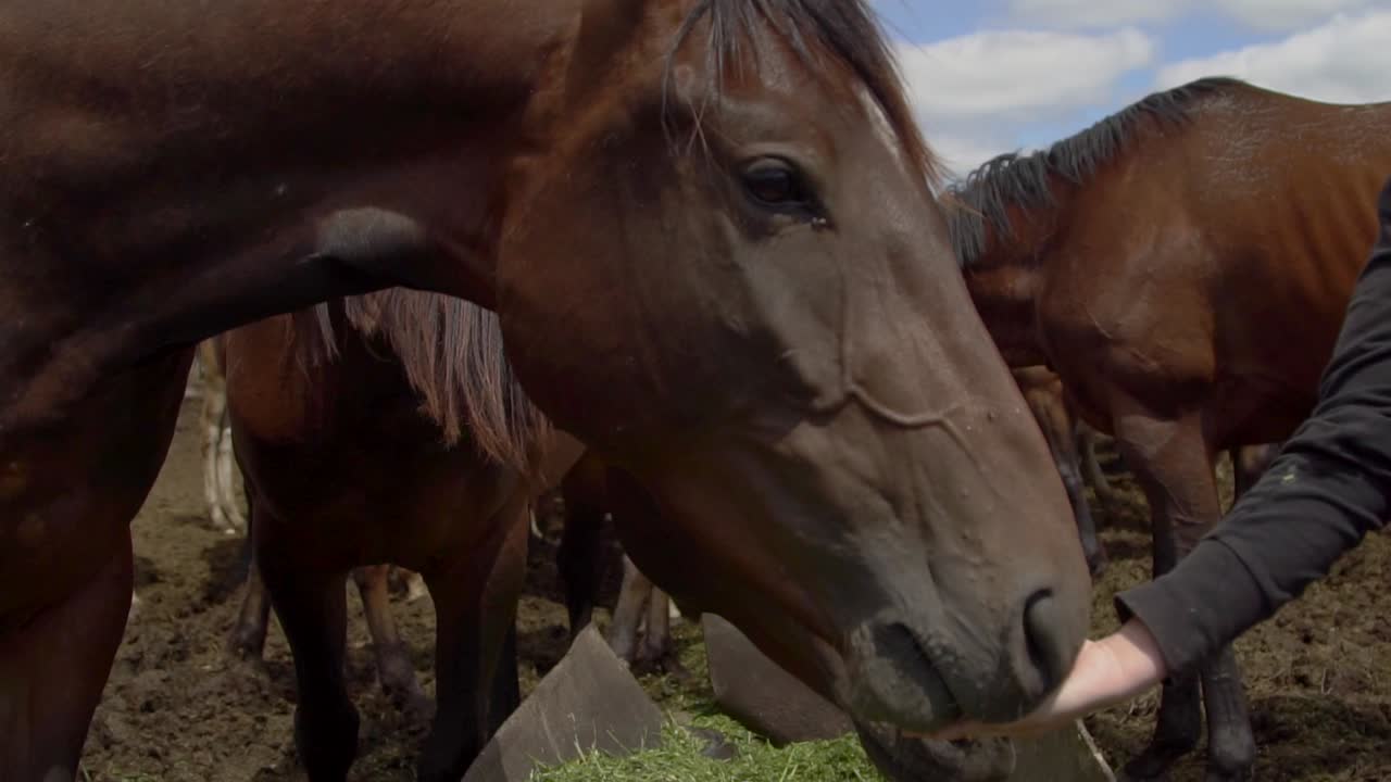 los caballos están siendo alimentados.