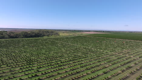 aerial: drone flying over orange plantations in regional new south wales, near moree, australia