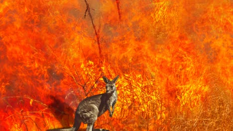 vida silvestre australiana en los incendios forestales cinemagraph