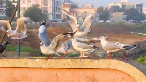 Hermoso-Grupo-De-Gaviotas-Y-Gaviotas-De-Pico-Delgado-Comiendo-Bocadillos-Indios-Llamados-&quot;gathiya&quot;-Comiendo-En-La-Pared-Cerca-De-La-Orilla-De-Un-Lago