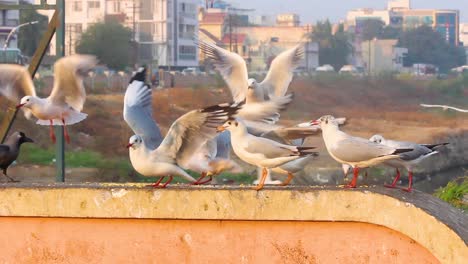 beautiful group of seagulls and slender-billed gulls eating indian snacks called "gathiya" eating on wall near a lake shore