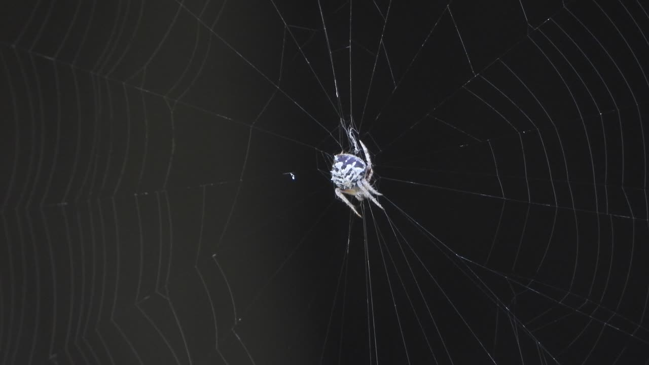 Spider making web - in web