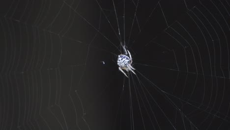 la araña hace una red - en la red