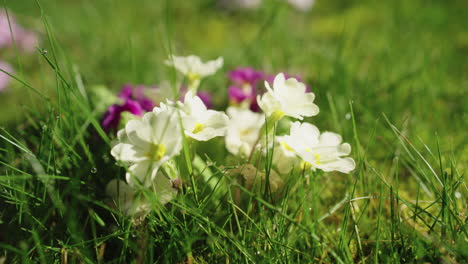 Makroaufnahme-Von-Weißen-Blüten