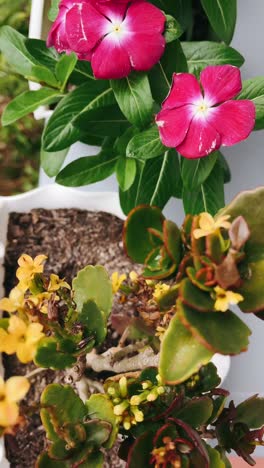 close-up view of potted plants with flowers