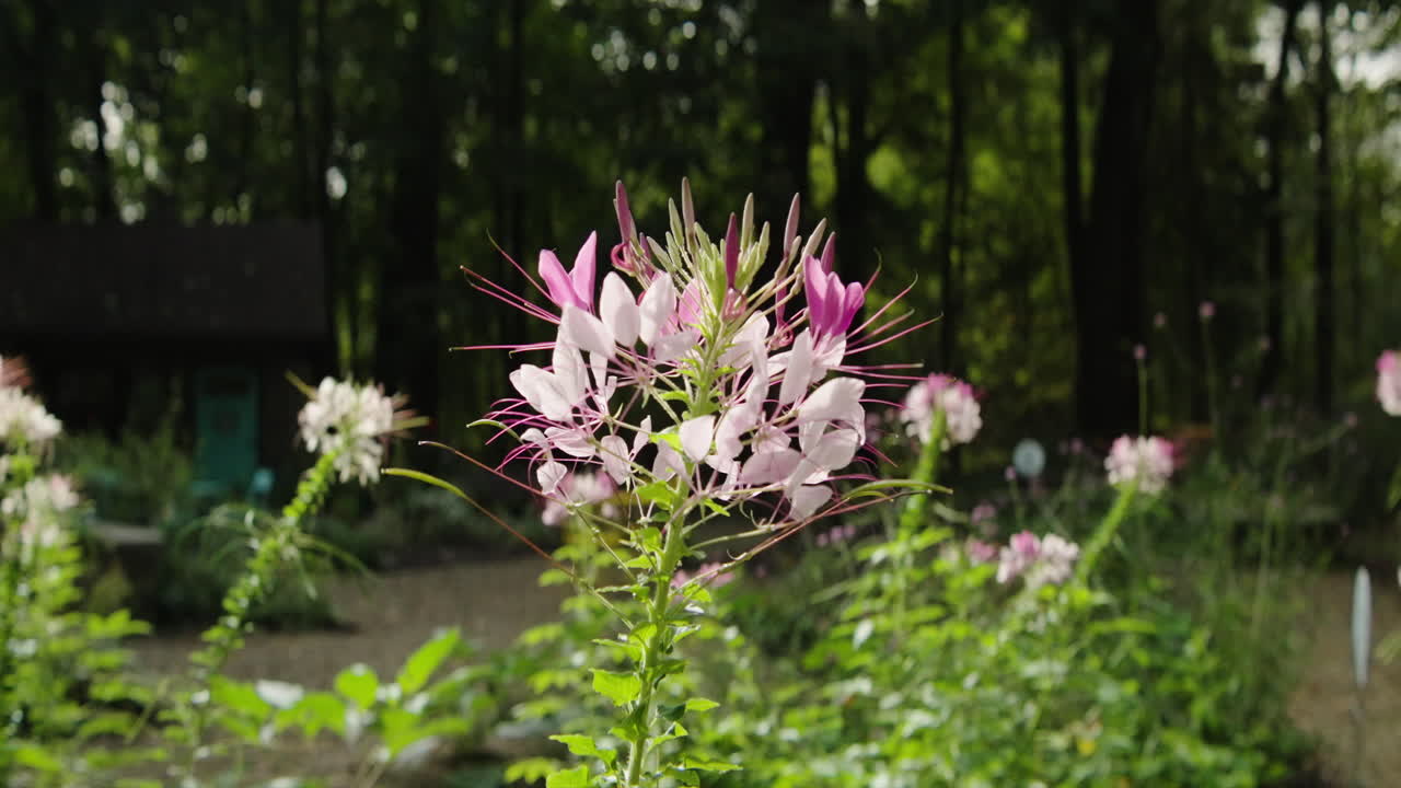 Enkeltstående statisk billede i mediumformat af Spiny Spiderflower, centreret i billedet