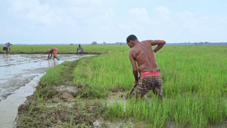 in the rain a senior male farmer digging wet soil with a hoe in the farmland