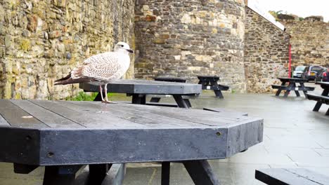 gaviota gris descarado de pie en la mesa de picnic del puerto de conwy en otoño nublado marina slow dolly derecho