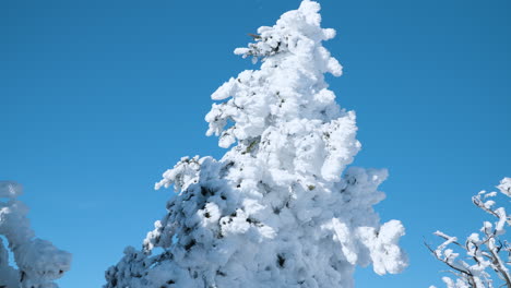 snow capped pine tree against blue clear sky - tilt up