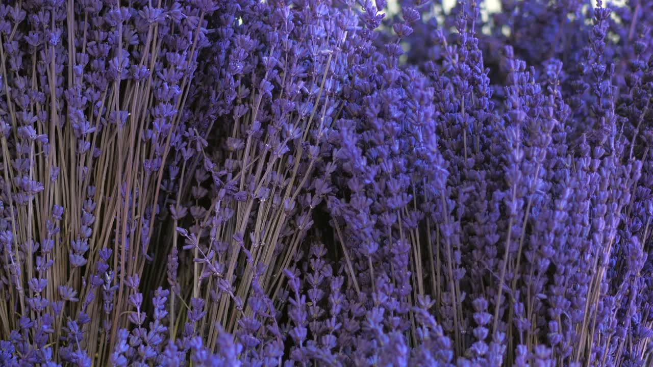 cerca de un ramo de flores de lavanda
