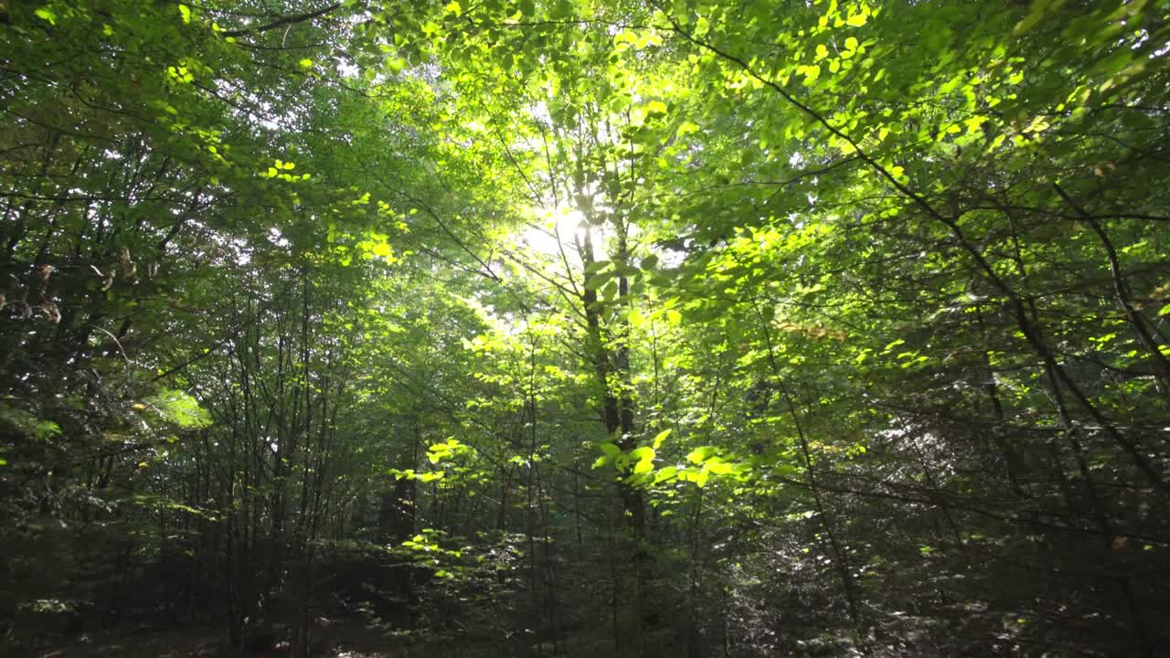 여름 초에 숲. 깨한 공기 개념. 모스 나무, 하천.