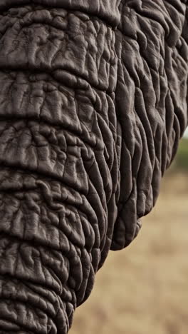 elephant trunk texture