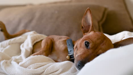 Close-Up-View-Of-A-Relaxed-Brown-Dog-On-A-Blanket-On-The-Sofa-And-Gets-Up-Quickly