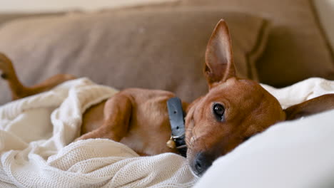 close up view of a relaxed brown dog on a blanket on the sofa and gets up quickly