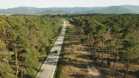 offroad car passing by asphalt road in the pine tree forest