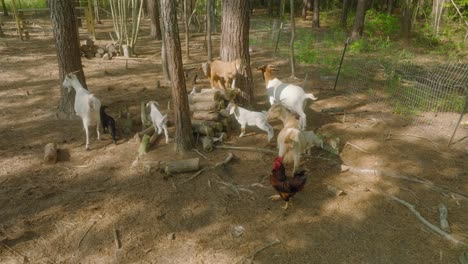 Vista-Aérea-Que-Muestra-Cabras-Y-Gallinas-En-El-Campo-En-El-Paisaje-Forestal-Durante-El-Día-Soleado.