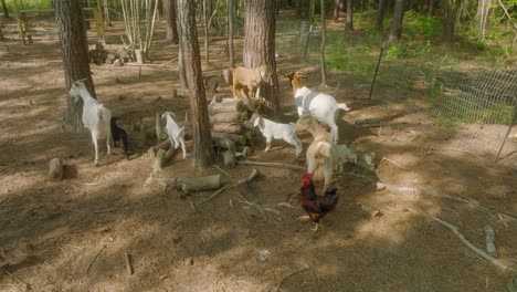vista aérea que muestra cabras y gallinas en el campo en el paisaje forestal durante un día soleado