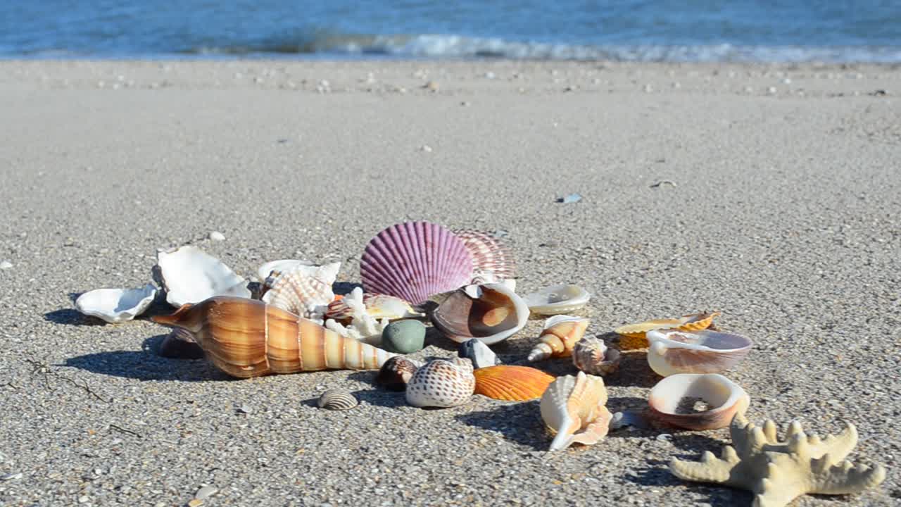Cockleshells on sand against the background of waves. Shooting on the beach
