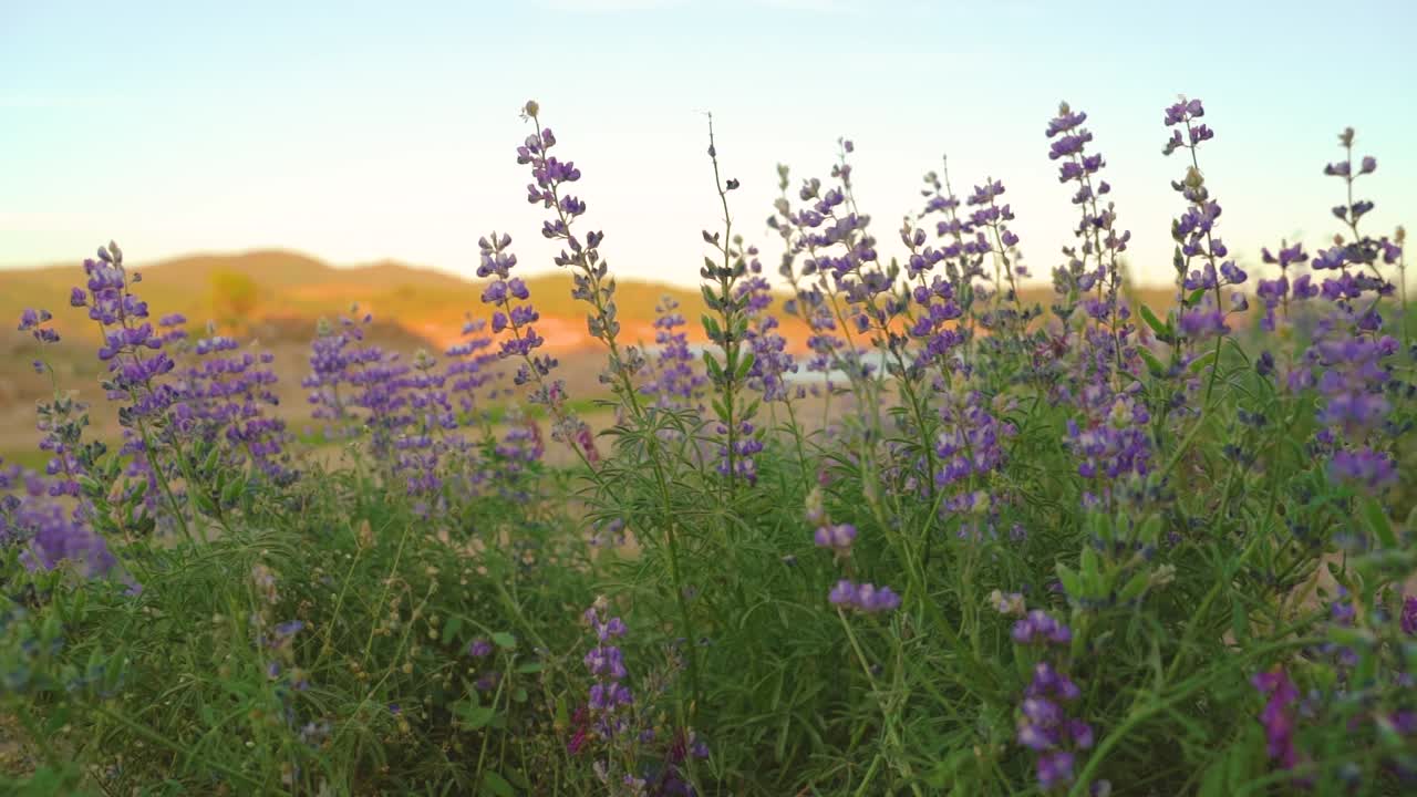 lupino azul púrpura salvaje florece flores balanceándose de lado a lado en cámara lenta con colinas doradas y cielo azul en el fondo en el lago folsom, california