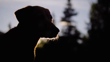 sun is revealed behind silhouetted dog in an alaskan forest
