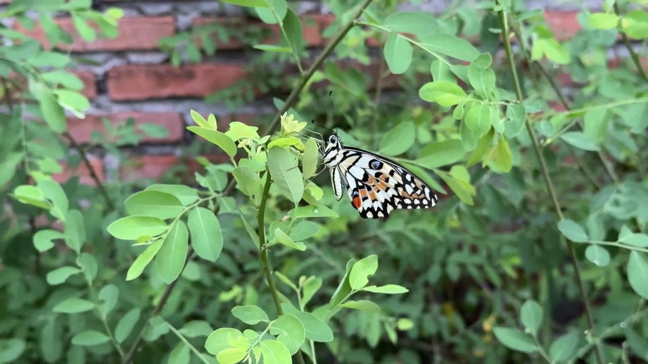Primo piano di una farfalla colorata che riposa su una foglia verde.