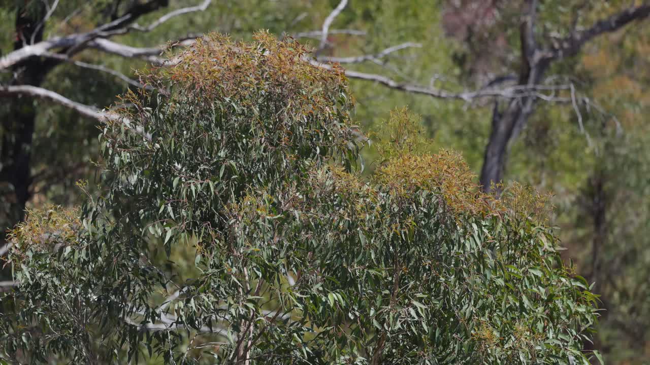árboles de eucalipto balanceándose en el viento