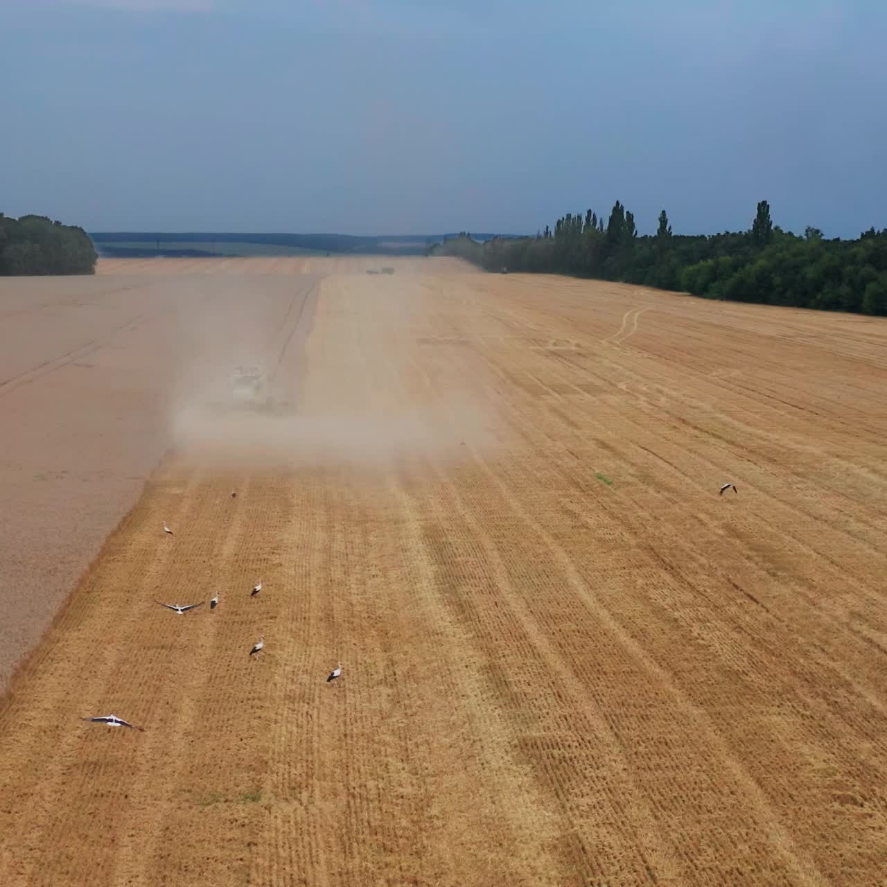 Agricultural yellow wheat harvesting by big combine. Field farming summer countryside
