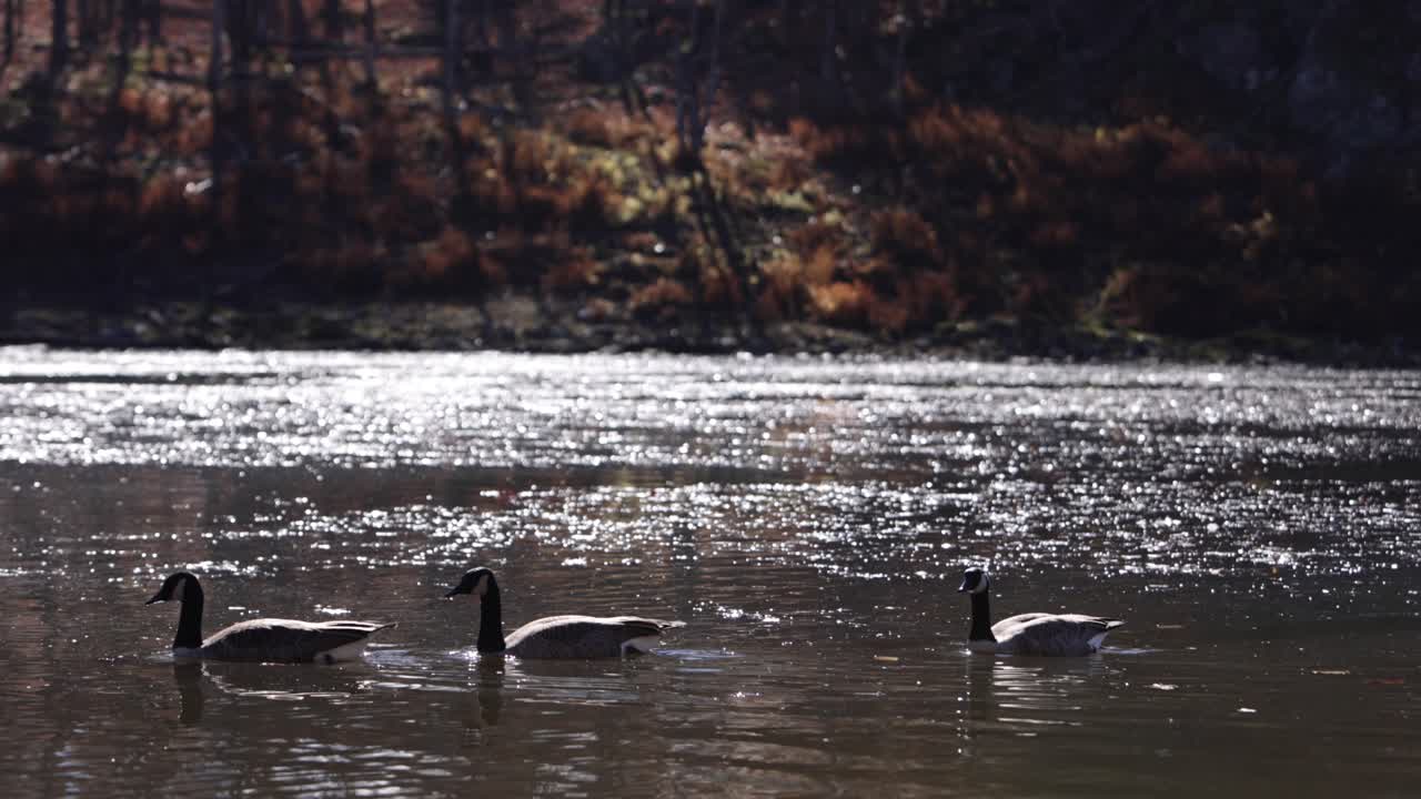 캐나다 기러기 수영 가을 색상 배경 정적 잠금 해제