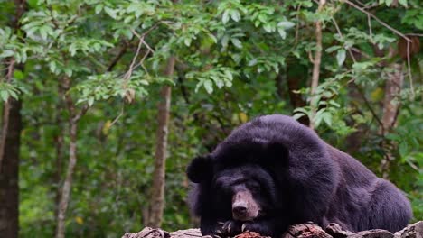 Malayan-Sun-Bear-about-to-fall-Asleep,-Helarctos-malayanus