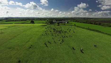 Aerial-drone-shot-of-cows-running-in-grass-field-in-Ireland