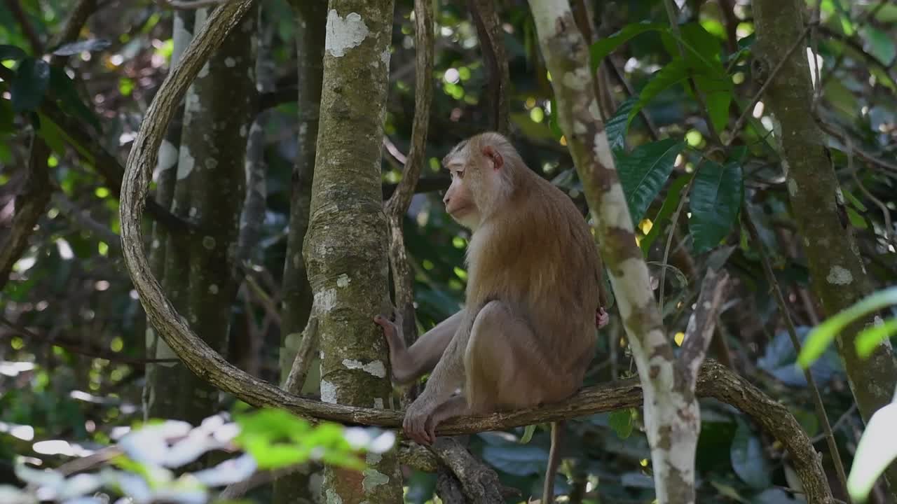 el macaco de cola de cerdo del norte es un primate que se encuentra comúnmente en el parque nacional de khao yai, aunque es una especie vulnerable