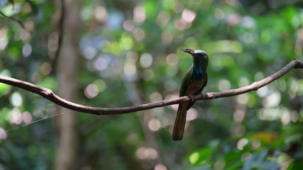 una hoja cae mientras este pájaro se alza en una vid con comida en la boca, mirando a su alrededor listo para entregar, el apicultor de barba azul nyctyornis athertoni, tailandia
