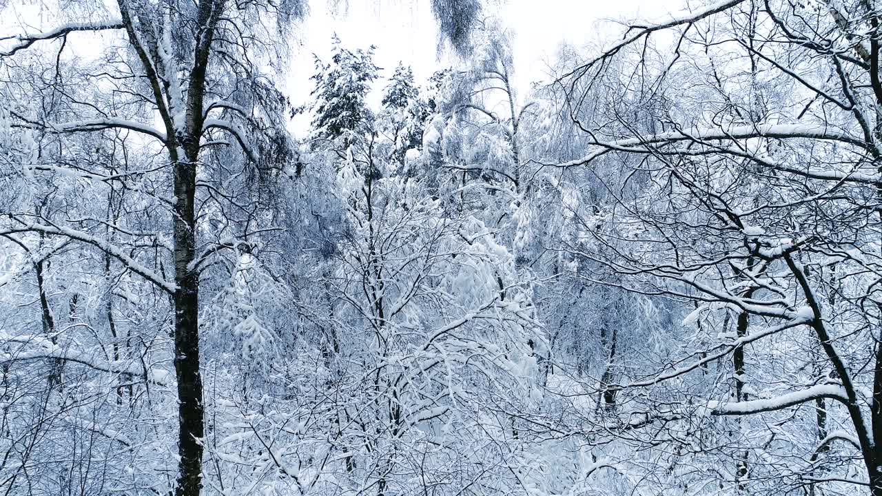 Snedækkede grene i skoven. Eventyrlig vinterbaggrund