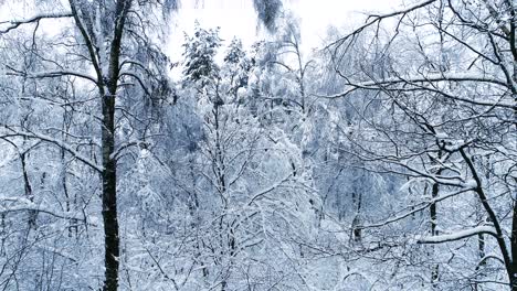 Verschneite-Äste-Im-Wald.-Wintermärchen-Hintergrund