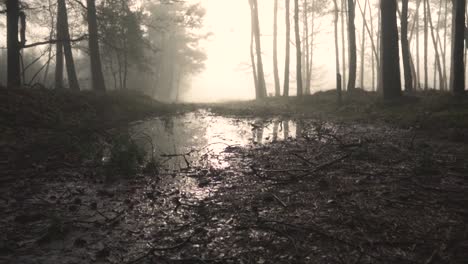 misty forest path with reflections