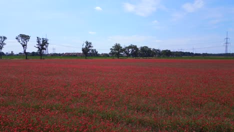 Spektakulärer-Flug-Von-Oben-Aus-Der-Luft,-Rotes-Mohnfeld,-Ländliches-Gebiet,-Sommerwiese