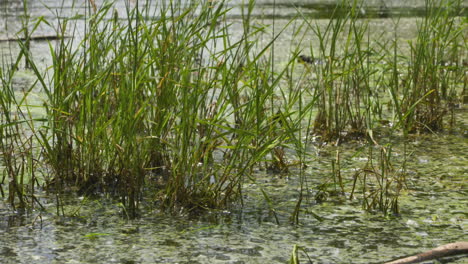 close up pan across a murky swamp