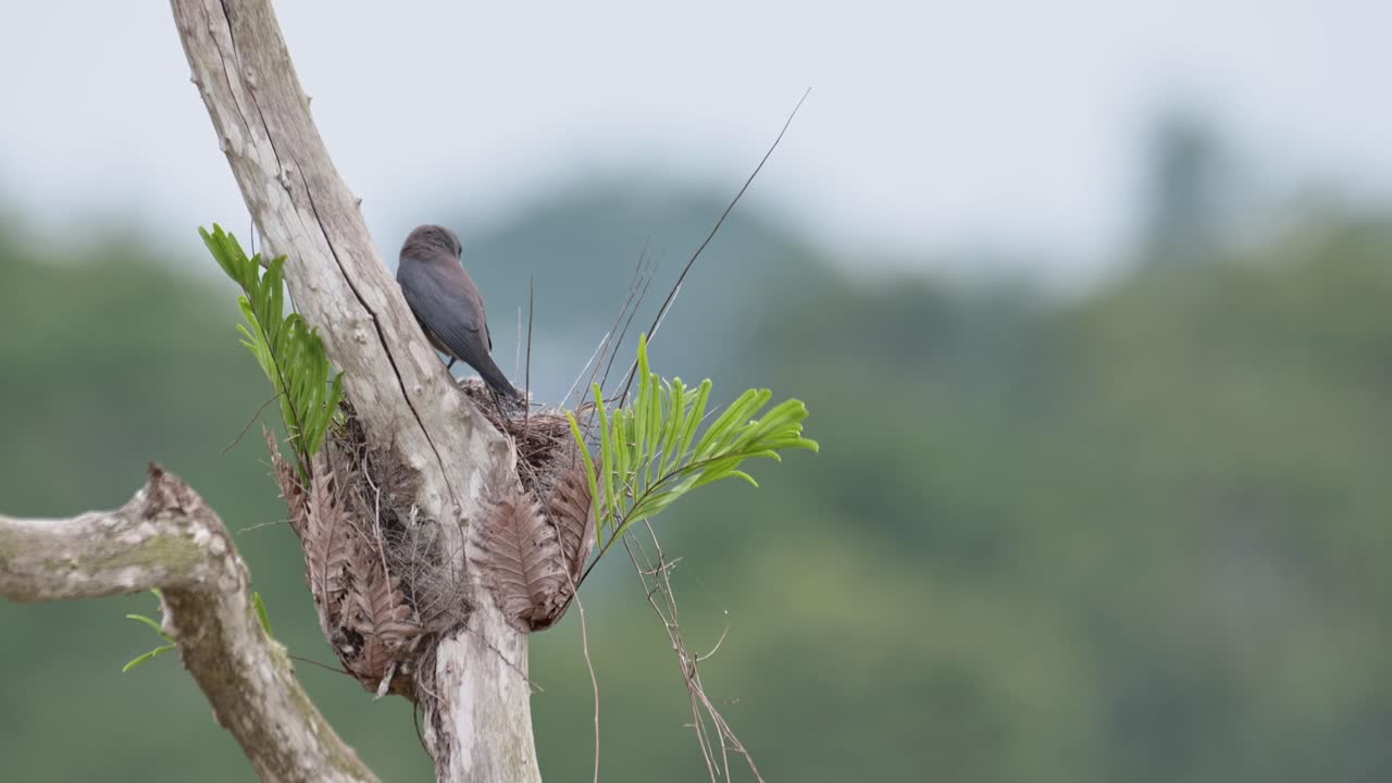 visto desde su espalda durante una mañana de viento luego vuela lejos dejando a su polluelo gritando por su madre para que regrese, ashy woodswallow artamus fuscus, tailandia