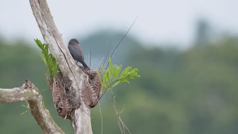 Visto-Desde-Atrás-Durante-Una-Mañana-Ventosa-Y-Luego-Se-Va-Volando-Dejando-A-Su-Polluelo-Gritando-Para-Que-Mamá-Regrese,-Golondrina-Cenicienta-Artamus-Fuscus,-Tailandia