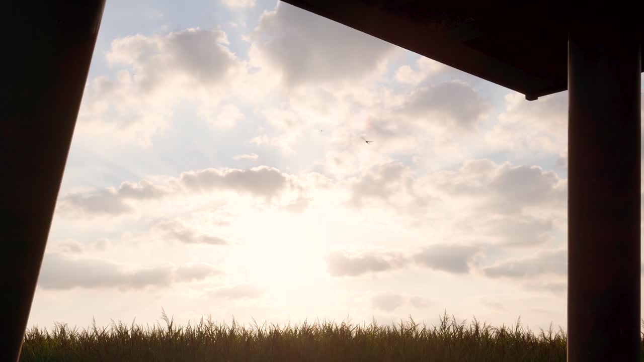 Birds flying in a golden hour sky above silhouetted grass, framed by an underpass