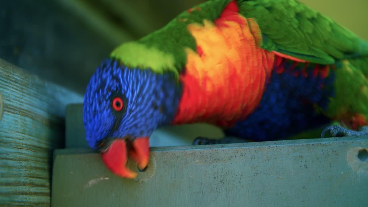 A Rainbow Lorikeet Scratching Its Beak On the Wooden Surface On Its Cage In The Lone Pine Koala Sanctuary in Queensland, Australia.-closeup shot
